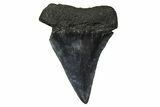 Fossil Broad-Toothed Mako Tooth - South Carolina #374772-1